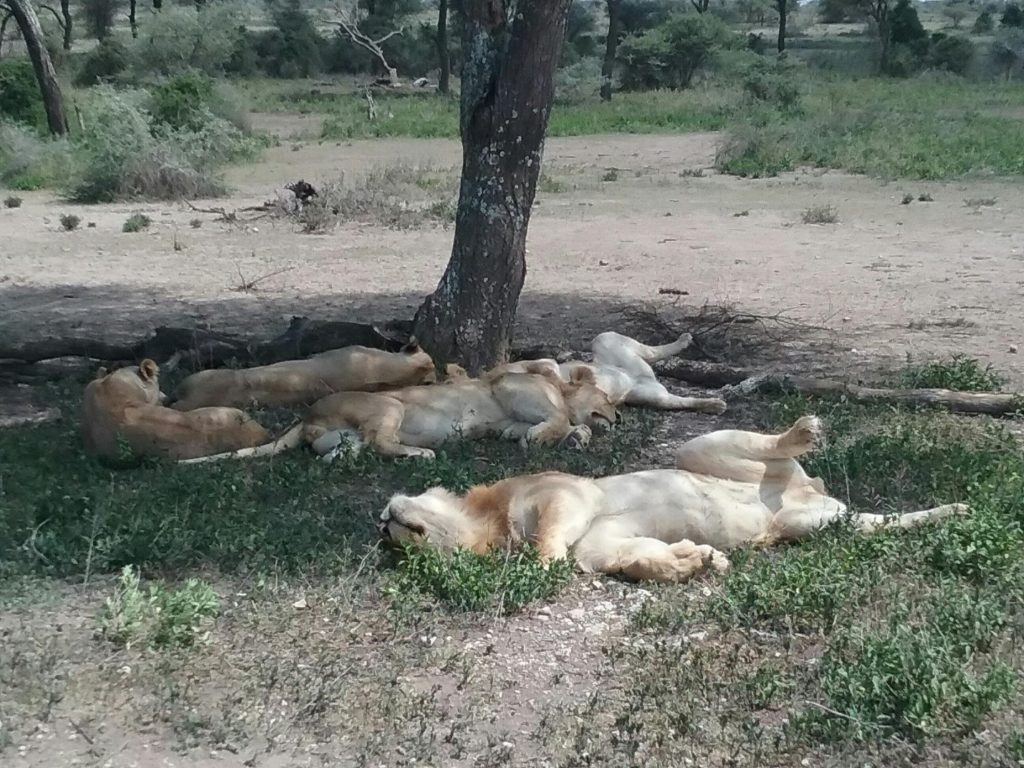 lions of Tanzania 