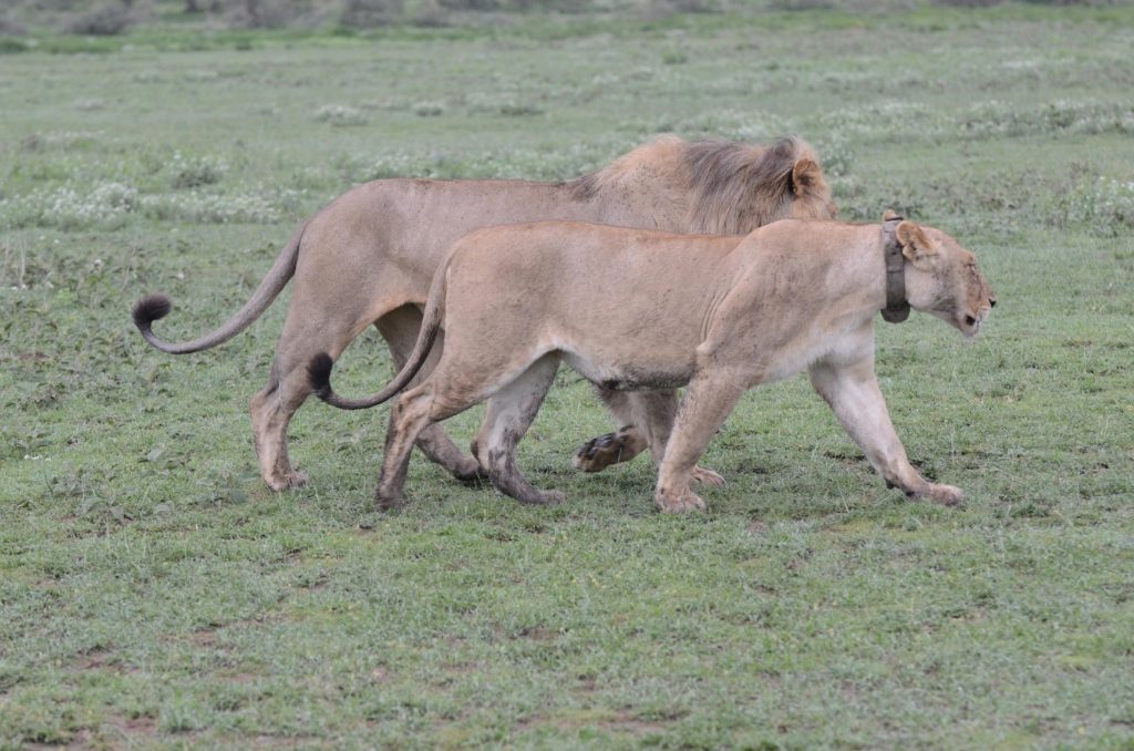 lions in Ndutu Tanzania
